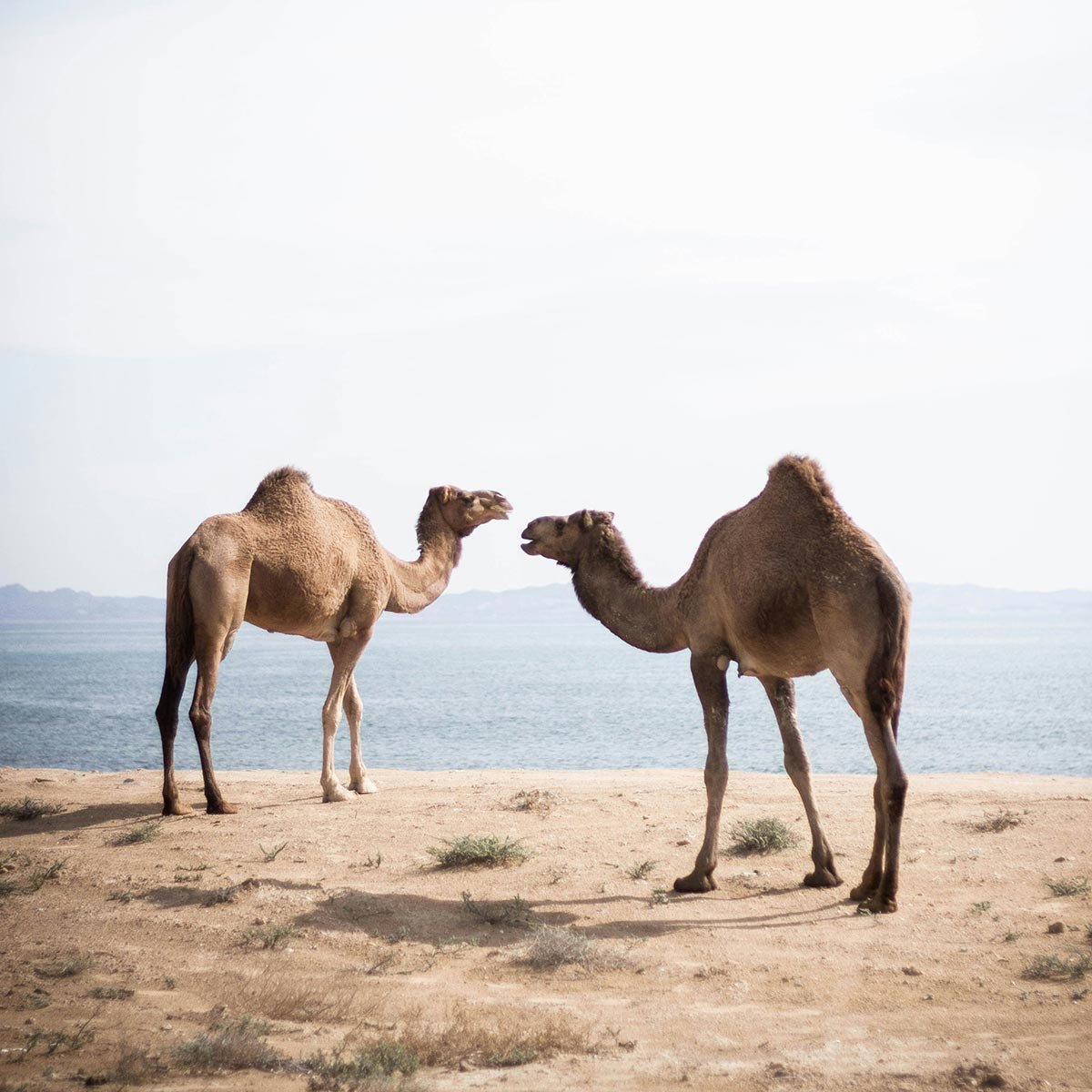 3 lunas safaris