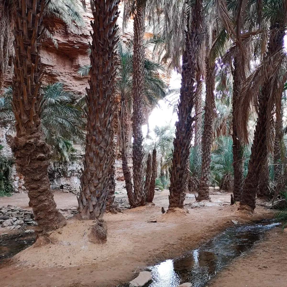 3 lunas terjit oasis