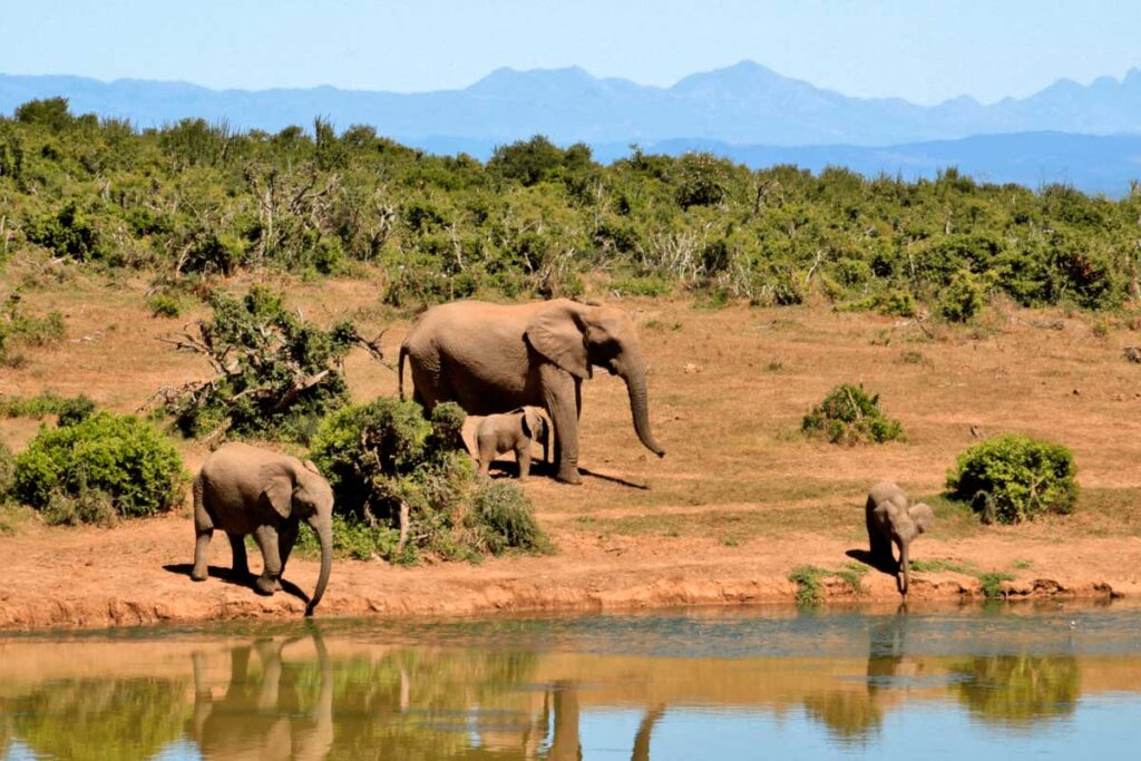 aquila game reserve 3lunas sudafrica.jpg