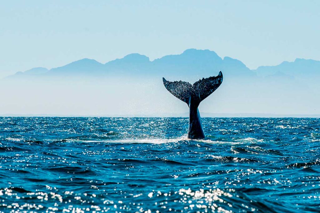 ballenas hermanus 3lunas sudafrica