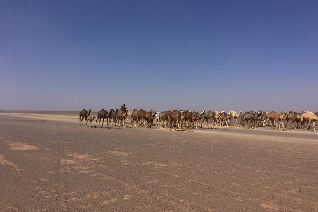 camellos en el desierto del sahara