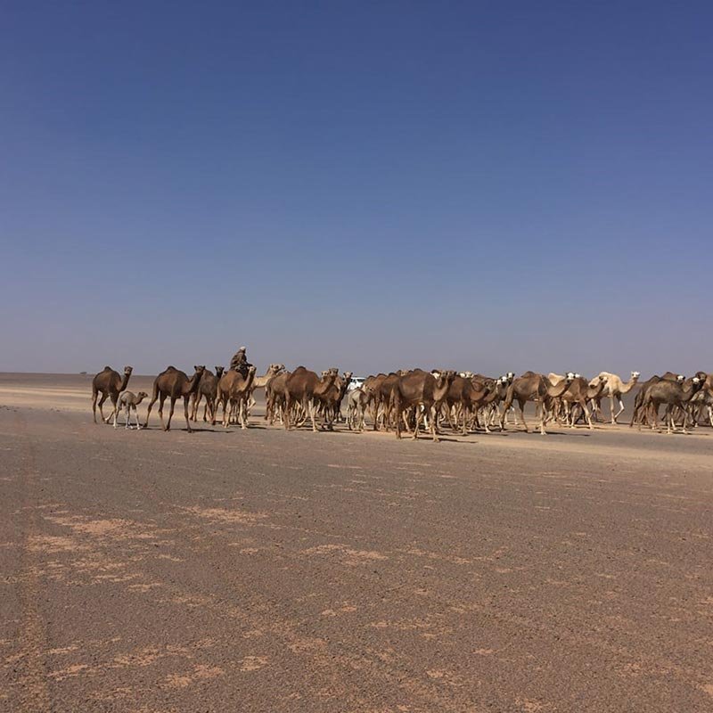camellos en el desierto del sahara
