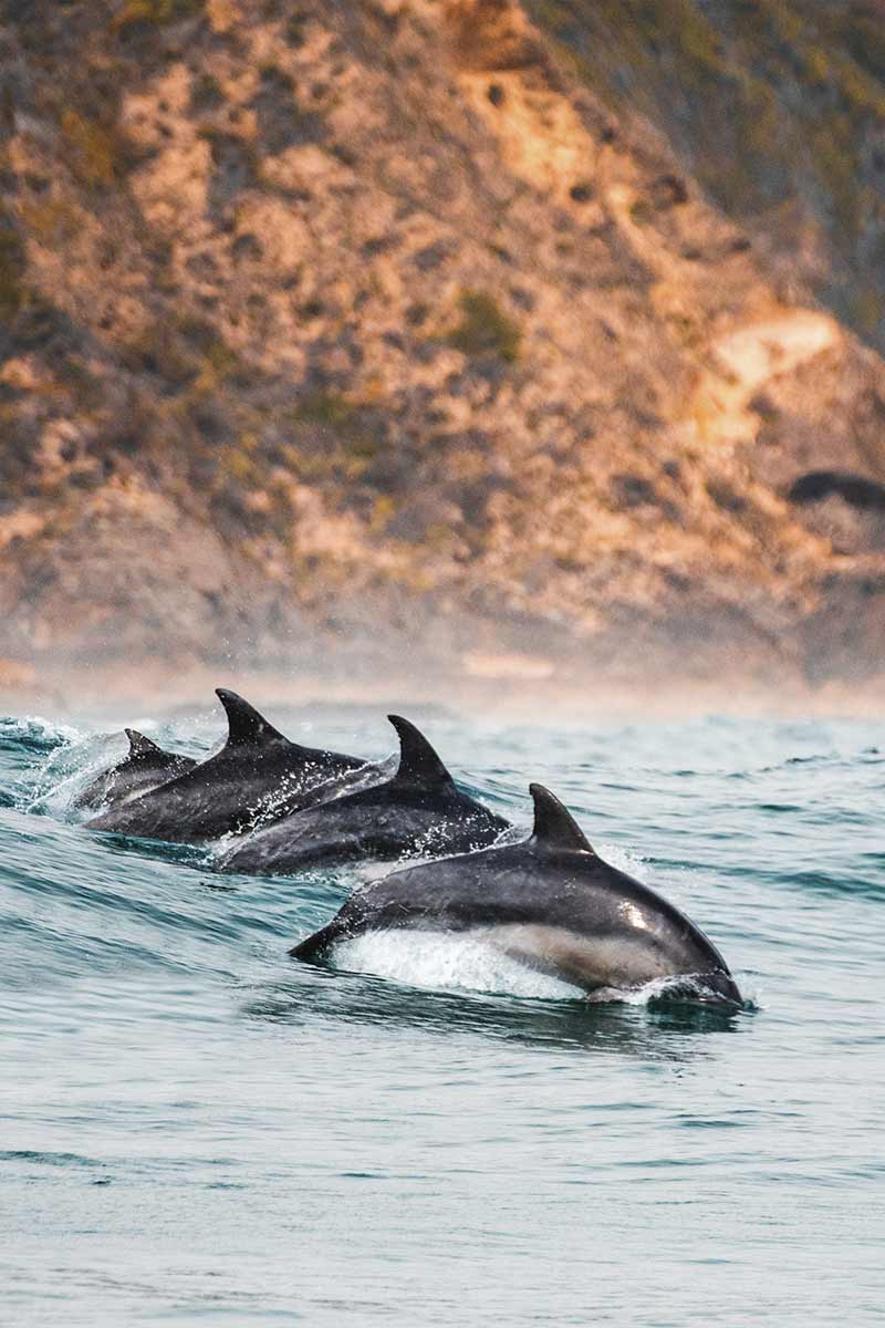 delfines-sudafrica