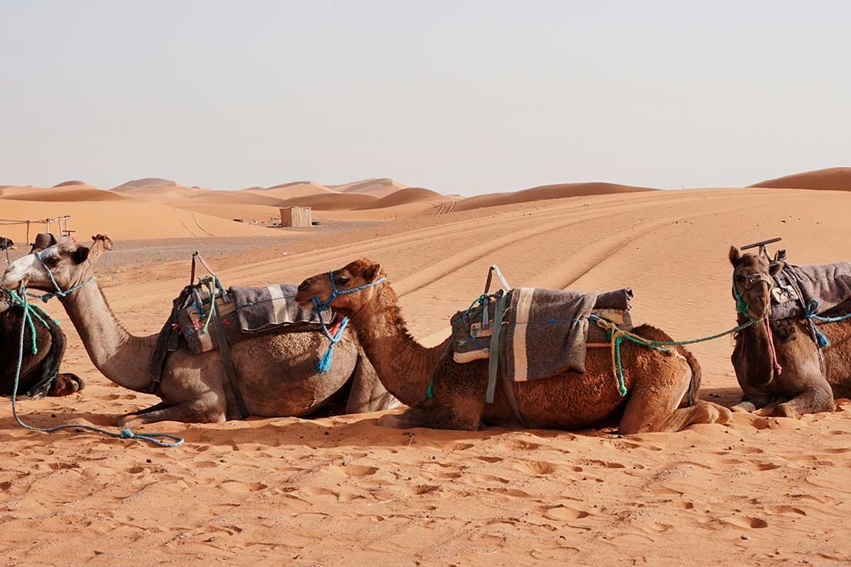3lunas camellos desierto.jpg